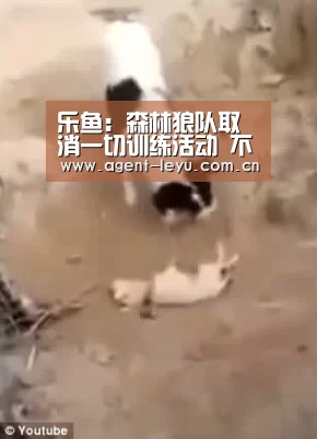 乐鱼：森林狼队取消一切训练活动 不想看到巴特勒扰乱军心