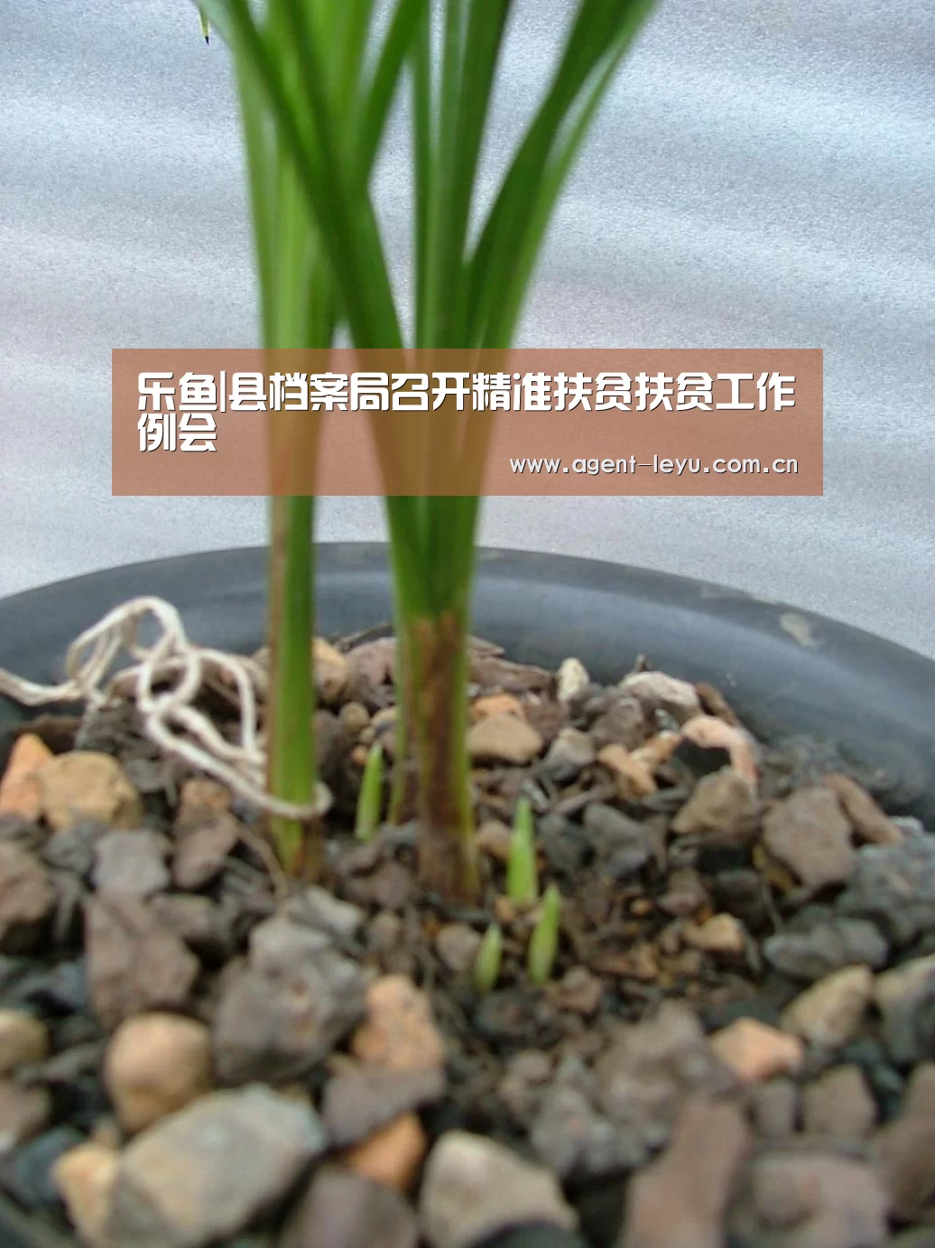 乐鱼|县档案局召开精准扶贫扶贫工作例会(图2) 乐鱼|县档案局召开精准扶贫扶贫工作例会(图2)